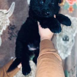 Red - Black male German Shepherd puppy in Marion, Ohio from Legacy K9’s