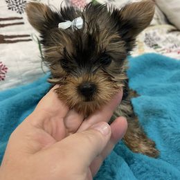 Grinchet - Black and tan female Yorkshire Terrier puppy in Belpre, Ohio from Blackwoods Yorkies