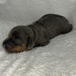 Barney - Gray (blue) and tan male Dachshund puppy in Mocksville, North Carolina from The Dachs of Hazzard Dachshunds
