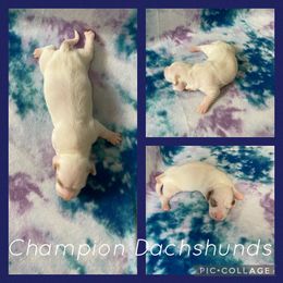 Dachshund Puppies from Champion Dachshunds