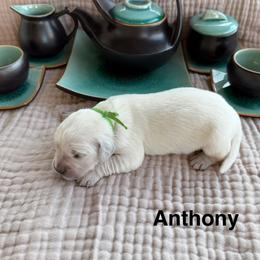 Anthony - Light golden male Golden Retriever puppy in Conroe, Texas from Tails of Cypress