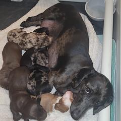 Dachshund Puppies from Little Long & Lovely Dachshunds
