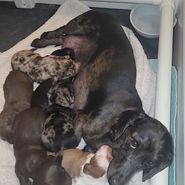 Dachshund Puppies from Little Long & Lovely Dachshunds