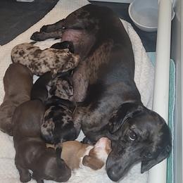 Dachshund Puppies from Little Long & Lovely Dachshunds
