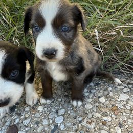 Remi - Blue merle male Miniature Australian Shepherd puppy in Marion, Michigan from Highland Hills Mini Aussies