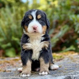 Superman (Brown Collar) - Black rust and white male Bernese Mountain Dog puppy in Stanwood, Washington from Butter Cup Pups and Paws