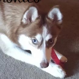 Kallie - Pomsky
