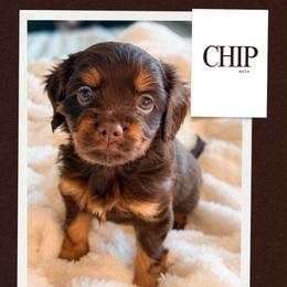 Chip - Red male Companion Cross puppy in Georgetown, Texas from The Darling Pup