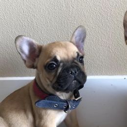 French Bulldogs and Goldendoodles from Doodles Golden