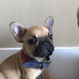 French Bulldogs and Goldendoodles from Doodles Golden