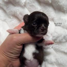 Martini - Chocolate and white female Chihuahua puppy in Michigan from Fanciful Thrills Kennel