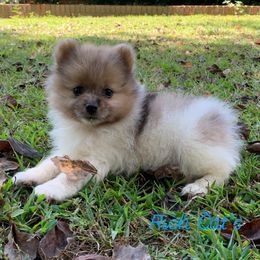 Catahoula Leopard Dog, Cocker Spaniel, Pomeranian, and Teddy Roosevelt Terrier Puppies from Rich Cat’s