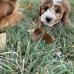 Goldendoodle Puppies from Texas Shine Doodles