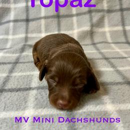 Topaz - Chocolate and tan female Dachshund puppy in Carlsbad, Texas from MV Mini Dachshunds