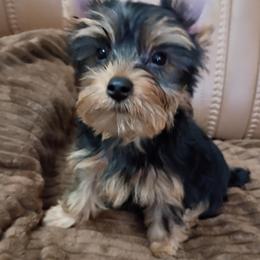 Fred - Blue and gold male Yorkshire Terrier puppy in Potomac, Maryland from Fabiana's Yorkshire Terriers