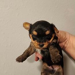 HF yellow girl - Blue and gold female Yorkshire Terrier puppy in Alburnett, Iowa from Hobbs Shire Yorkies