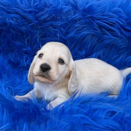 Brooks - Cream male Dachshund puppy in Mountainburg, Arkansas from Charisma Dachshunds