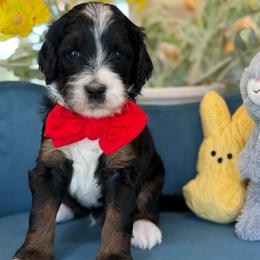 Ivan - Tri-color male Bernedoodle puppy in Yuciapa, California from AlltheDoodlez_