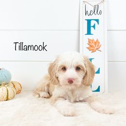 Tillamook - Australian Labradoodle puppy in Rising Fawn, Georgia from Novalie Australian Labradoodles