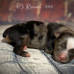 Miniature Australian Shepherd and Toy Australian Shepherd Puppies from P3 Toy and Mini Aussie’s
