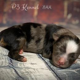Miniature Australian Shepherd and Toy Australian Shepherd Puppies from P3 Toy and Mini Aussie’s