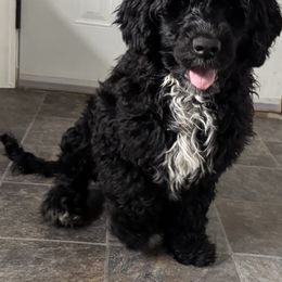 Girl 2 black - White Portuguese Water Dog puppy in Lebanon, Indiana from Aarbelle’s Portuguese water dogs
