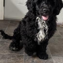 Girl 2 black - White Portuguese Water Dog puppy in Lebanon, Indiana from Aarbelle’s Portuguese water dogs