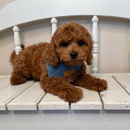 Birch- Blue Collar - Red male Cavapoo puppy in South Jordan, Utah from Simply Sweet Paws. LLC