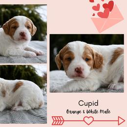 Cupid - Orange and white male Brittany puppy in Hollidaysburg, Pennsylvania from Royal Flush Farms