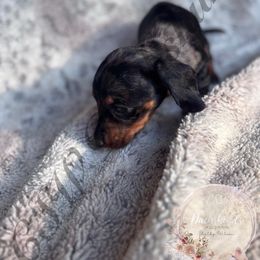 Cupcake - Dapple female Dachshund puppy in Lufkin, Texas from CSW Dachshunds