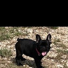 French Bulldog Puppies from Debbie Beck