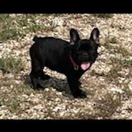 French Bulldog Puppies from Debbie Beck