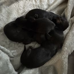 Dachshund puppies from Dachshund Dad