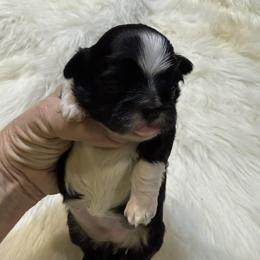 Black and white girl 2 - Black and white female Shihpoo puppy in Newark, Ohio from Gemini Kennels