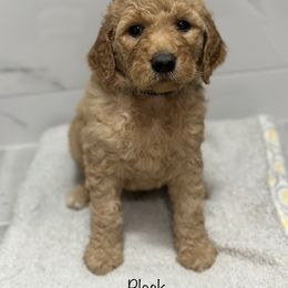 Goldendoodle Puppies from A&B Doodles