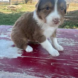 Ruby - Red tri-color female Australian Shepherd puppy in Preston, Idaho from KC Bar Ranch Aussies