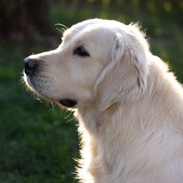 Banjo - Golden Retriever