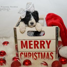 Sheepadoodle Puppies from The Farms Precious Doodles