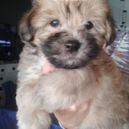 Gnocchi - Chocolate sable male Havanese puppy in New Castle, Colorado from Havanese Havaton Pups