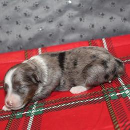 Joy - Blue merle female Aussiedoodle puppy in Loretto, Tennessee from K Kountry Farm