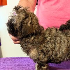 PEACH - Russian Tsvetnaya Bolonka