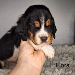 Flora - Black brown and white female Basset Hound puppy in Mack's Creek, Missouri from Mack's Creek Basset Hounds