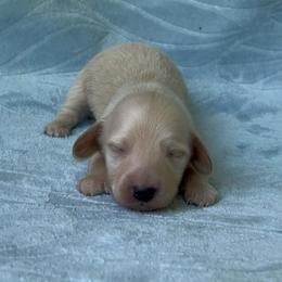 Alvin - Cream male Dachshund puppy in Pilot Point, Texas from Diamond B Doxies