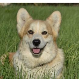 Padme - Pembroke Welsh Corgi