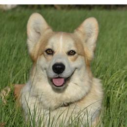Padme - Pembroke Welsh Corgi