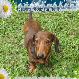 Molly - Dachshund