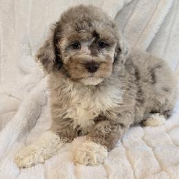 Courage - Brown merle male Aussiedoodle puppy in Cleveland, Georgia from Jam's Doodles And Poodles