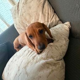 Jack - Red male Dachshund puppy in Tampa, Florida from M&M Pups