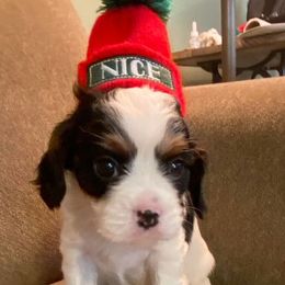 Cavalier King Charles Spaniel Puppies from Peaceful Promise Cavaliers