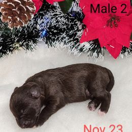 Miniature Schnauzer Puppies from Pawesome Pups